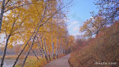 秋天晨光中的金色桦树林木桥